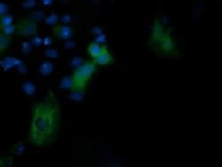 PIK3R5 Monoclonal Antibody (OTI6C5), TrueMAB , OriGene 100 &mu;L; Unconjugated:Antibodies,