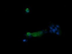 PIK3R5 Monoclonal Antibody (OTI2E4), TrueMAB , OriGene 100 &mu;L; Unconjugated:Antibodies,