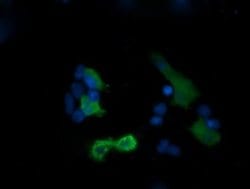 PIK3R5 Monoclonal Antibody (OTI4B11), TrueMAB , OriGene 100 &mu;L; Unconjugated:Antibodies,