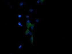 PIK3R5 Monoclonal Antibody (OTI2C6), TrueMAB , OriGene 100 &mu;L; Unconjugated:Antibodies,