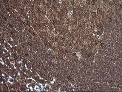 PIK3R5 Mouse anti-Canine, Human, Mouse, Rat, Clone: OTI5B1, liquid, TrueMAB