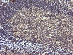 PIK3R5 Monoclonal Antibody (OTI4G9), TrueMAB , OriGene 100 &mu;L; Unconjugated:Antibodies,