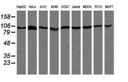 PIK3R5 Mouse anti-Canine, Human, Mouse, Rat, Clone: OTI5B1, liquid, TrueMAB