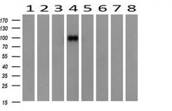 PIK3R5 Monoclonal Antibody (OTI2C6), TrueMAB , OriGene 100 &mu;L; Unconjugated:Antibodies,