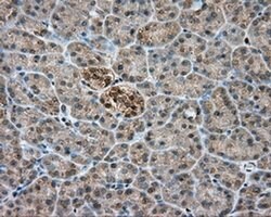 PIM2 Monoclonal Antibody (OTI8H10), TrueMAB , OriGene 30 &mu;L; Unconjugated:Antibodies,