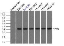 PIM2 Monoclonal Antibody (OTI5B5), TrueMAB , OriGene 30 &mu;L; Unconjugated:Antibodies,