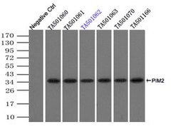 PIM2 Mouse anti-Human, Clone: OTI8B4, lyophilized, TrueMAB 100 &mu;g | Buy Online | Origene Technologies | Fisher Scientific
