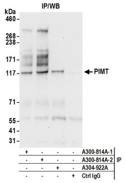 PIMT Rabbit anti-Human, Polyclonal, Bethyl Laboratories 10 &mu;l; Unlabeled:Antibodies,