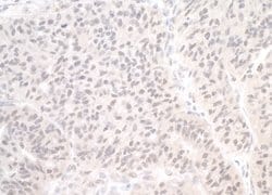 CDC20 Polyclonal Antibody, Bethyl Laboratories 100 &mu;L; Unconjugated:Antibodies,