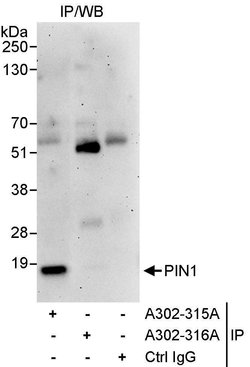 PIN1 Rabbit anti-Human, Polyclonal, Bethyl Laboratories 100 &mu;L | Buy Online | Bethyl Laboratories, Inc | Fisher Scientific