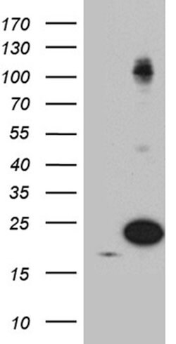 PIN1 Monoclonal Antibody (OTI4H1), TrueMAB , OriGene 100 &mu;L; Unconjugated:Antibodies,