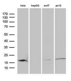 PIN1 Monoclonal Antibody (OTI4H1), TrueMAB , OriGene:Antibodies:Primary