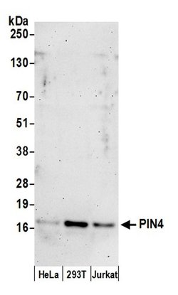 PIN4 Polyclonal Antibody, Bethyl Laboratories:Antibodies:Primary Antibodies