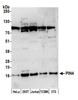 PIN4 Polyclonal Antibody, Bethyl Laboratories:Antibodies:Primary Antibodies