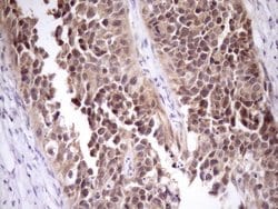 PIN4 Mouse anti-Human, Clone: OTI7H2, TrueMAB , Origene 30 &mu;L; Unconjugated:Antibodies,