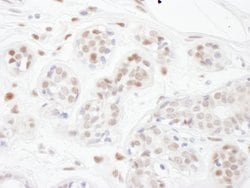 PINX1 Rabbit anti-Human, Polyclonal, Bethyl Laboratories 100 &mu;L; Unconjugated:Antibodies,