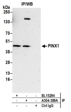 PINX1 Rabbit anti-Human, Polyclonal, Bethyl Laboratories 100 &mu;L; Unconjugated:Antibodies,