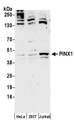 PINX1 Rabbit anti-Human, Polyclonal, Bethyl Laboratories 100 &mu;L; Unconjugated:Antibodies,