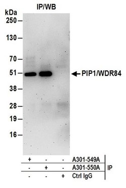 PIP1/WDR84 Rabbit anti-Human, Polyclonal, Bethyl Laboratories 100 &mu;L;