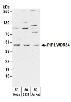 PIP1/WDR84 Rabbit anti-Human, Polyclonal, Bethyl Laboratories 100 &mu;L;