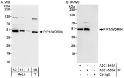 PIP1/WDR84 Rabbit anti-Human, Polyclonal, Bethyl Laboratories 100 &mu;l;