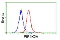PIP4K2A Monoclonal Antibody (OTI1B2), TrueMAB , OriGene 100 &mu;L; Unconjugated:Antibodies,