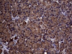 PISD Monoclonal Antibody (OTI6C3), TrueMAB , OriGene 100 &mu;L; Unconjugated:Antibodies,