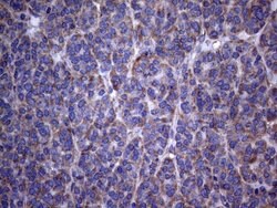 PISD Monoclonal Antibody (OTI6C3), TrueMAB , OriGene 100 &mu;L; Unconjugated:Antibodies,
