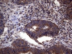 PISD Monoclonal Antibody (OTI6C3), TrueMAB , OriGene:Antibodies:Primary