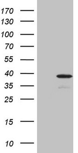 PISD Monoclonal Antibody (OTI5D8), TrueMAB , OriGene:Antibodies:Primary