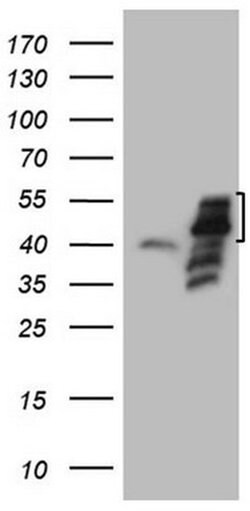 PISD Monoclonal Antibody (OTI2H1), TrueMAB , OriGene 100 &mu;L; Unconjugated:Antibodies,
