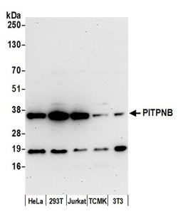 PITPNB Polyclonal Antibody, Bethyl Laboratories 20 &mu;L; Unconjugated:Antibodies,