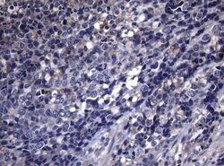 PITPNB Mouse anti-Human, Clone: OTI6H10, lyophilized, TrueMAB 100 &mu;g;