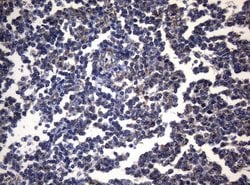PITPNB Mouse anti-Human, Clone: OTI6H10, lyophilized, TrueMAB 100 &mu;g;