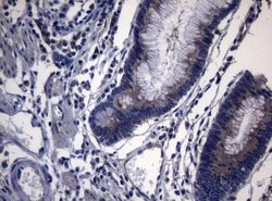 PITPNB Mouse anti-Human, Clone: OTI6H10, lyophilized, TrueMAB 100 &mu;g;