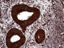 PITPNB Mouse anti-Human, Clone: OTI5B10, lyophilized, TrueMAB 100 &mu;g;