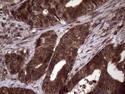 PITPNB Mouse anti-Human, Clone: OTI5B10, lyophilized, TrueMAB 100 &mu;g;