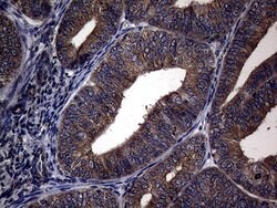 PITPNB Mouse anti-Human, Clone: OTI5D11, lyophilized, TrueMAB 100 &mu;g;
