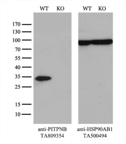 PITPNB Monoclonal Antibody (OTI5D11), TrueMAB , OriGene 30 &mu;L; Unconjugated:Anticuerpos