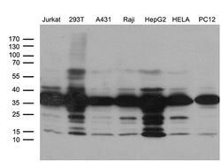 PITPNB Mouse anti-Human, Clone: OTI5B10, lyophilized, TrueMAB 100 &mu;g;