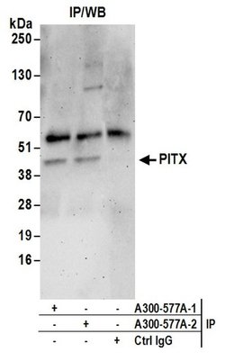 PITX1 Rabbit anti-Human, Polyclonal, Bethyl Laboratories 100 &mu;L; Unconjugated:Antibodies,