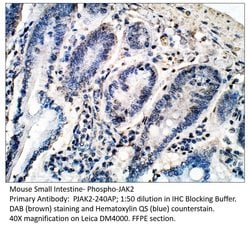 Phospho-JAK2 (Tyr1008, Tyr1009) Rabbit anti-Human, Mouse, Rat, Polyclonal,