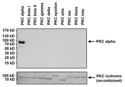 Invitrogen PKC alpha Monoclonal Antibody (MC5) 100 &mu;g; Unconjugated:Antibodies,