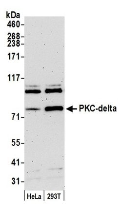 PKC-delta Polyclonal Antibody, Bethyl Laboratories 20 &mu;L; Unconjugated:Antibodies,