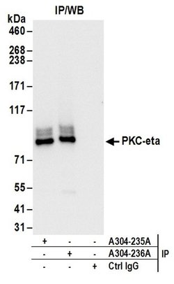 PKC-eta Rabbit anti-Human, Polyclonal, Bethyl Laboratories 100 &mu;L | Buy Online | Bethyl Laboratories, Inc | Fisher Scientific