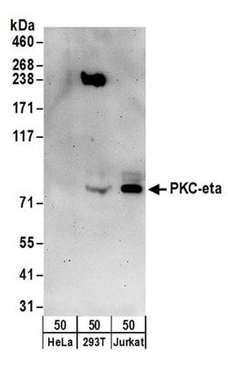 PKC-eta Rabbit anti-Human, Polyclonal, Bethyl Laboratories 100 &mu;L | Buy Online | Bethyl Laboratories, Inc | Fisher Scientific