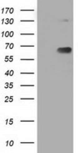 PKLR Mouse anti-Human, Clone: OTI1F3, lyophilized, TrueMAB 100 &mu;g; Unconjugated:Antibodies,