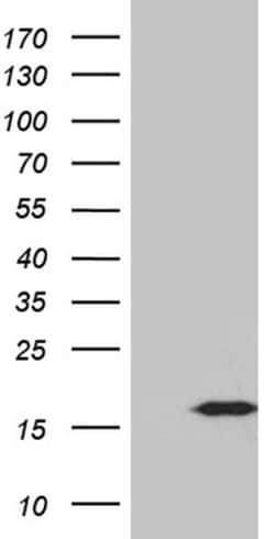 PLAC2 Monoclonal Antibody (OTI4C9), TrueMAB , OriGene:Antibodies:Primary