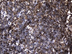 PLAC8 Mouse anti-Human, Clone: OTI2E10, lyophilized, TrueMAB 100 &mu;g;