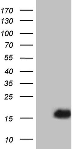 PLAC8 Mouse anti-Human, Clone: OTI2E10, TrueMAB , Origene 30 &mu;L; Unconjugated:Antibodies,